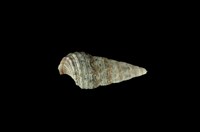 藏品(燒酒海蜷)的圖片